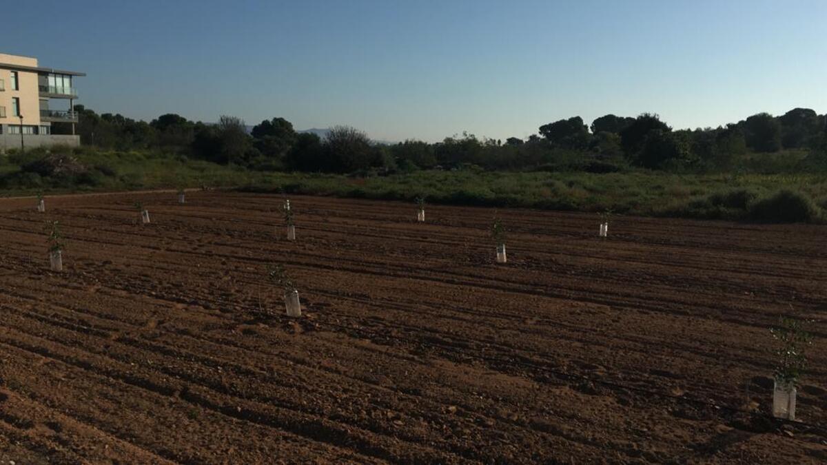 Robo de plantones de algarroba