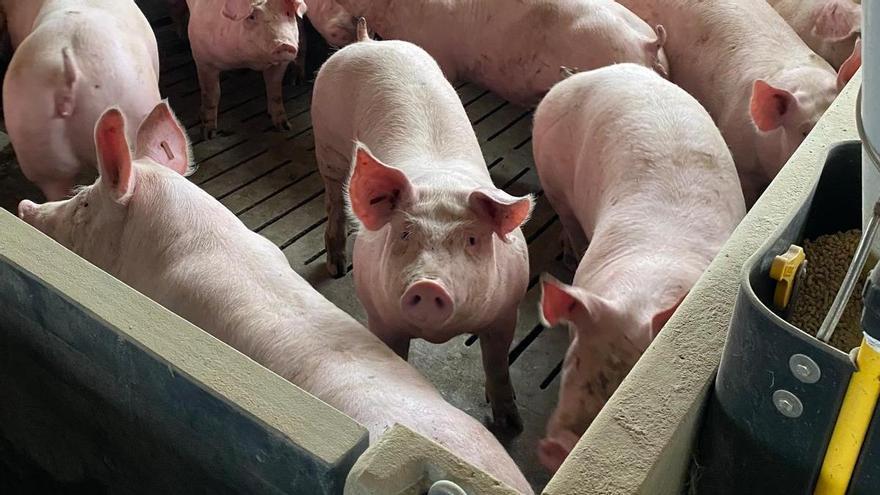 Aragón recupera su quinto mercado porcino internacional al levantar Corea del Sur sus restricciones