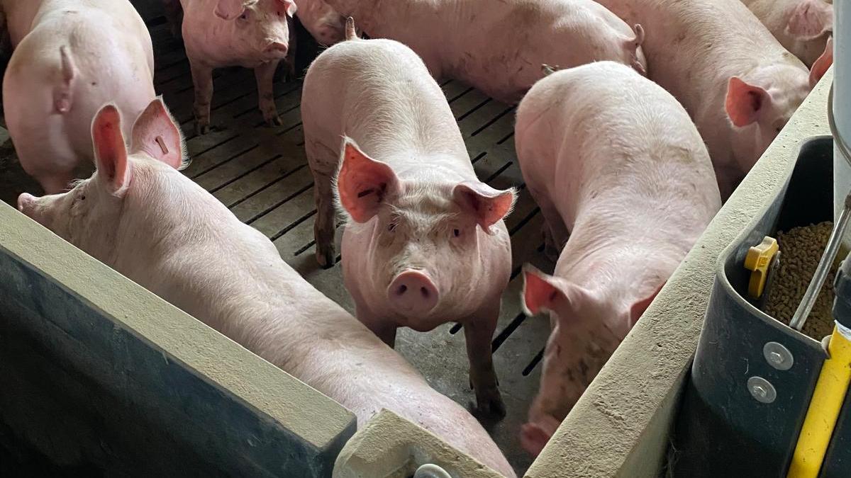 Varios cerdos en una explotación ganadera de Aragón.