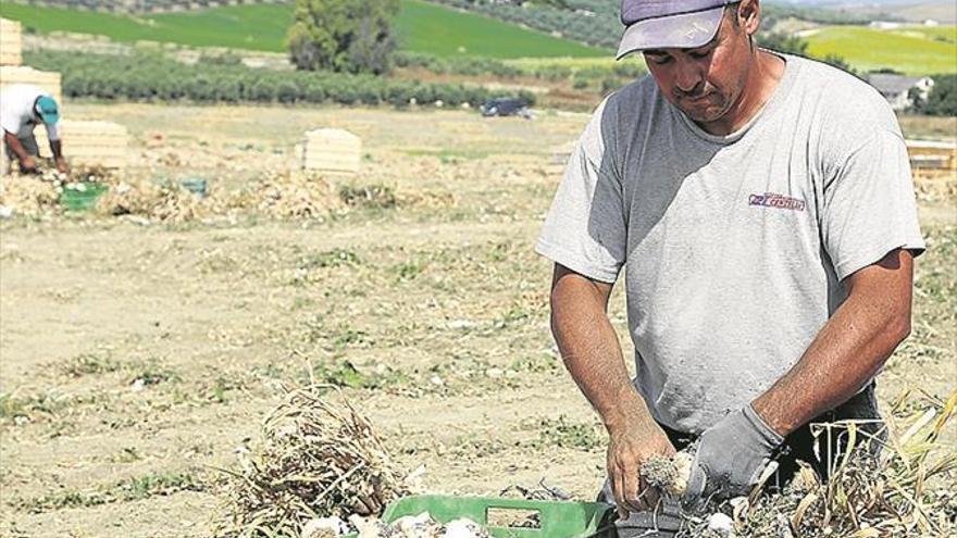 Montilla cerró mayo con la cifra de paro más baja desde el verano de 2010