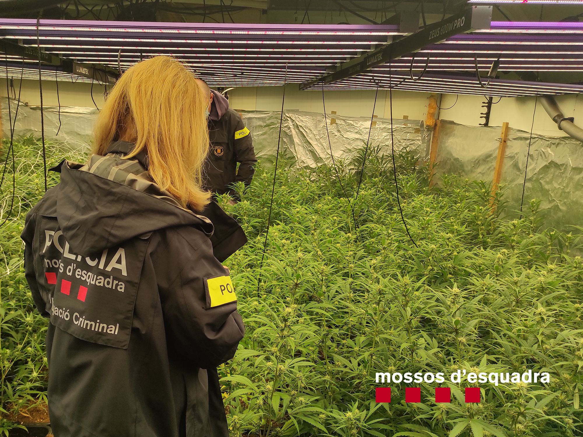 Cop a una banda que coordinava la producció i l'exportació de marihuana des d'un grow shop de Girona
