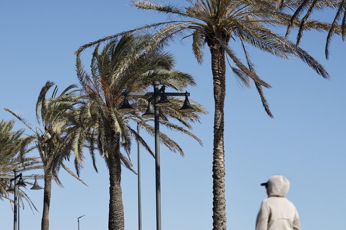 Palmeras bajo el efecto del viento huracanado en València.