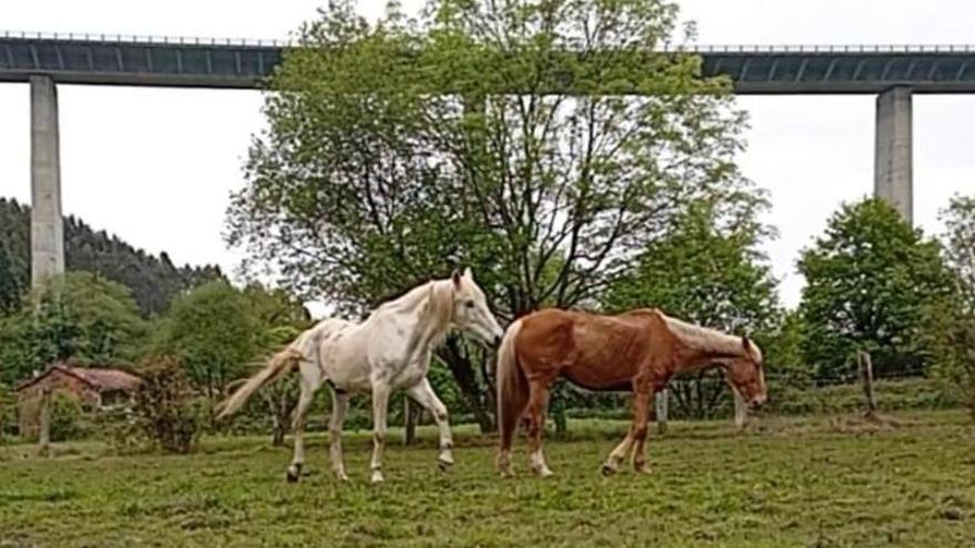 "Doce", el caballo ciego tutelado en Noreña, encuentra hogar (y un nuevo amor) en Piedras Blancas