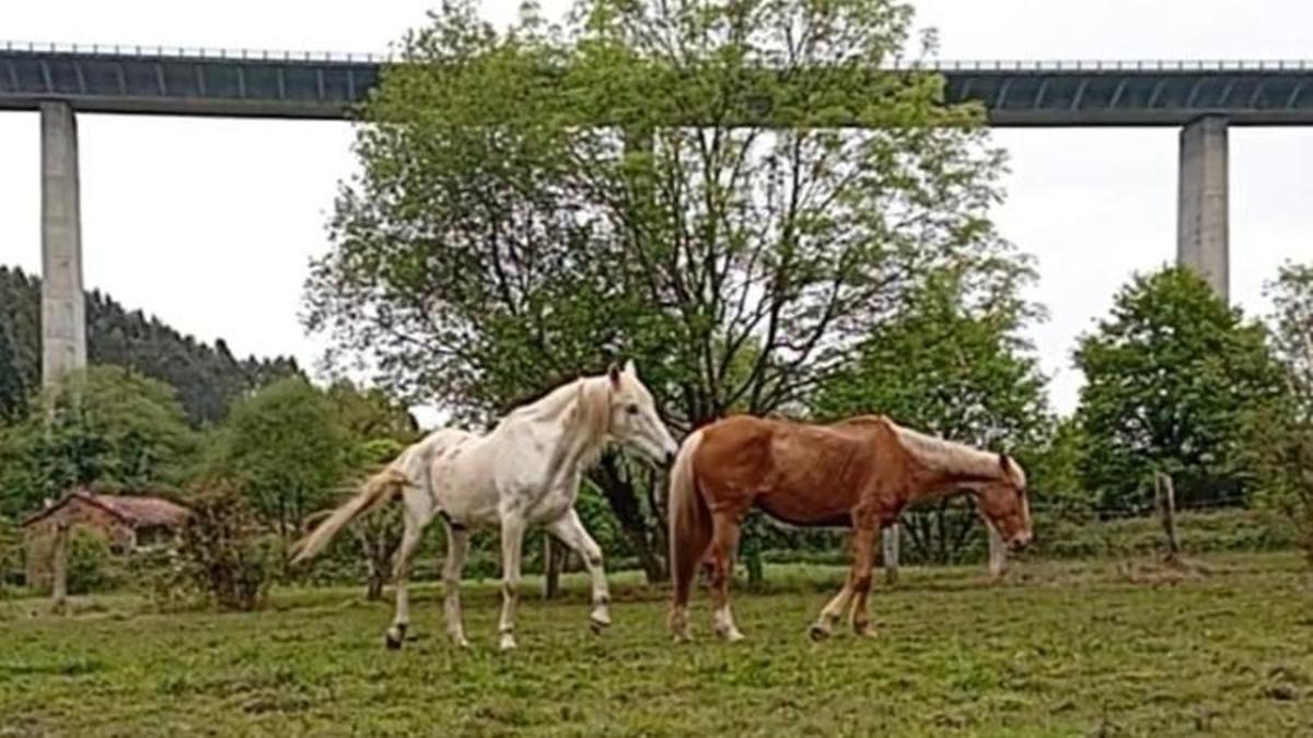 Por la izquierda, "Doce" con su nueva amiga, "Guiada Elizalde", en su nuevo hogar.