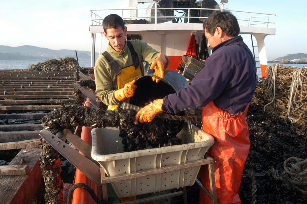 Las bateas de la ría de Pontevedra cumplen tres meses cerradas