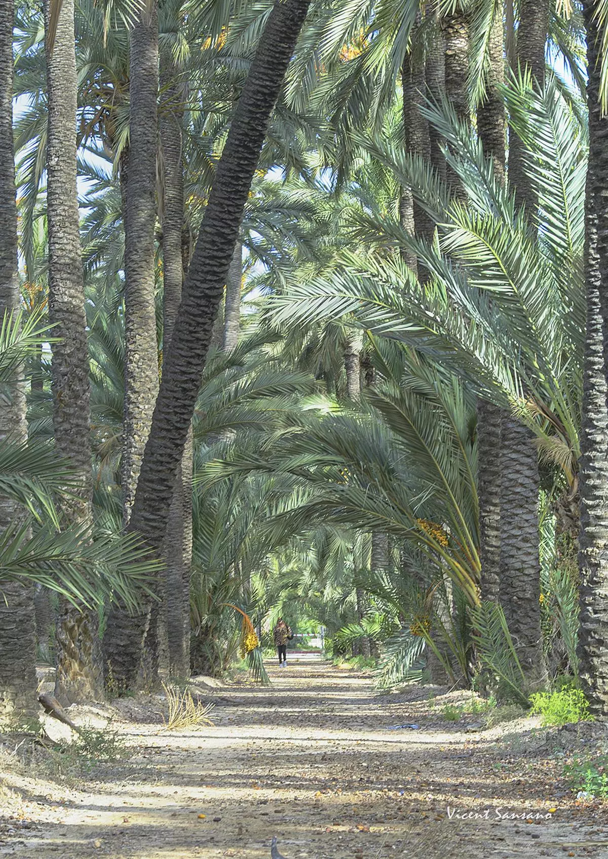 El Palmerar: vint-i-cinc anys a la deriva