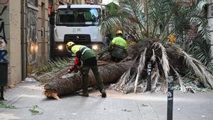 Muere una mujer al caerle encima una palmera en el Raval de Barcelona