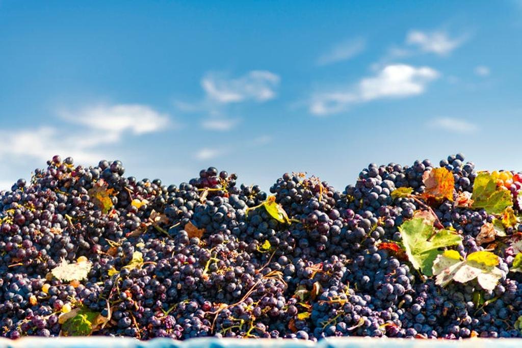 La vendimia, la mancha