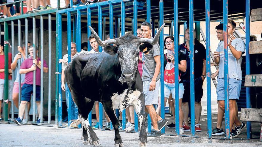 Varios jóvenes de Calp observan, tras la barrera, a la vaquilla.