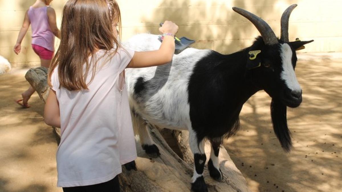 Una niña cepillando el pelo de una de las cabras enanas de África occidental en el Zoo de Barcelona.