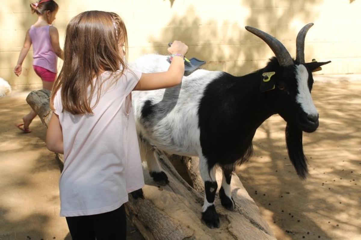 Una nena raspalla el pèl d’una de les cabres nanes d’Àfrica occidental al Zoo de Barcelona.
