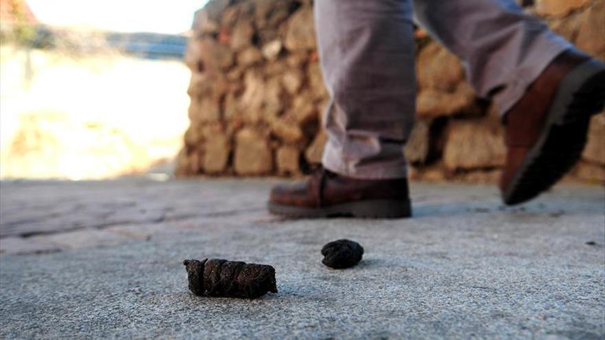 Los dueños de perros deberán llevar bolsas para recoger heces