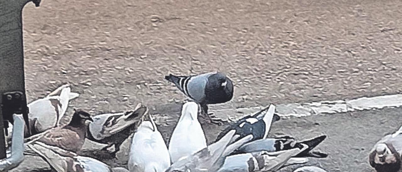 Un grupo de palomas picotea en una terraza. | AVV BENIMACLET