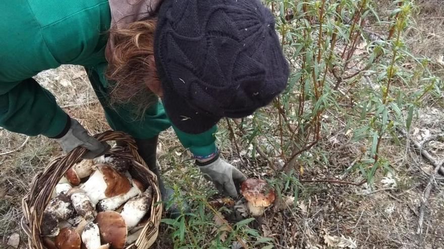 Una mujer recoge boletus en el campo