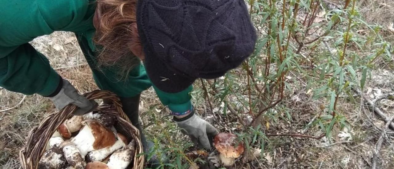 Una mujer recoge boletus en el campo