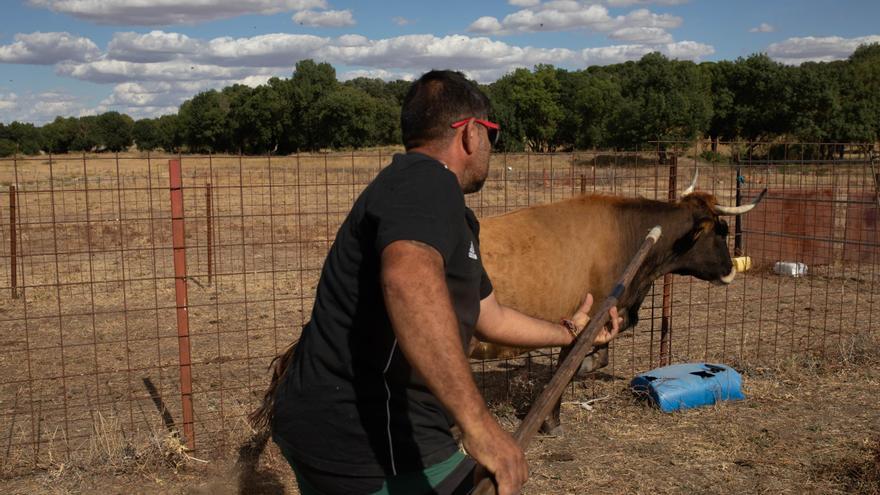 Ya hay fecha para la vacuna de la EHE, que en Zamora ha matado a unas 1.200 vacas