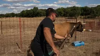 Ya hay fecha para la vacuna de la EHE, que en Zamora ha matado a unas 1.200 vacas