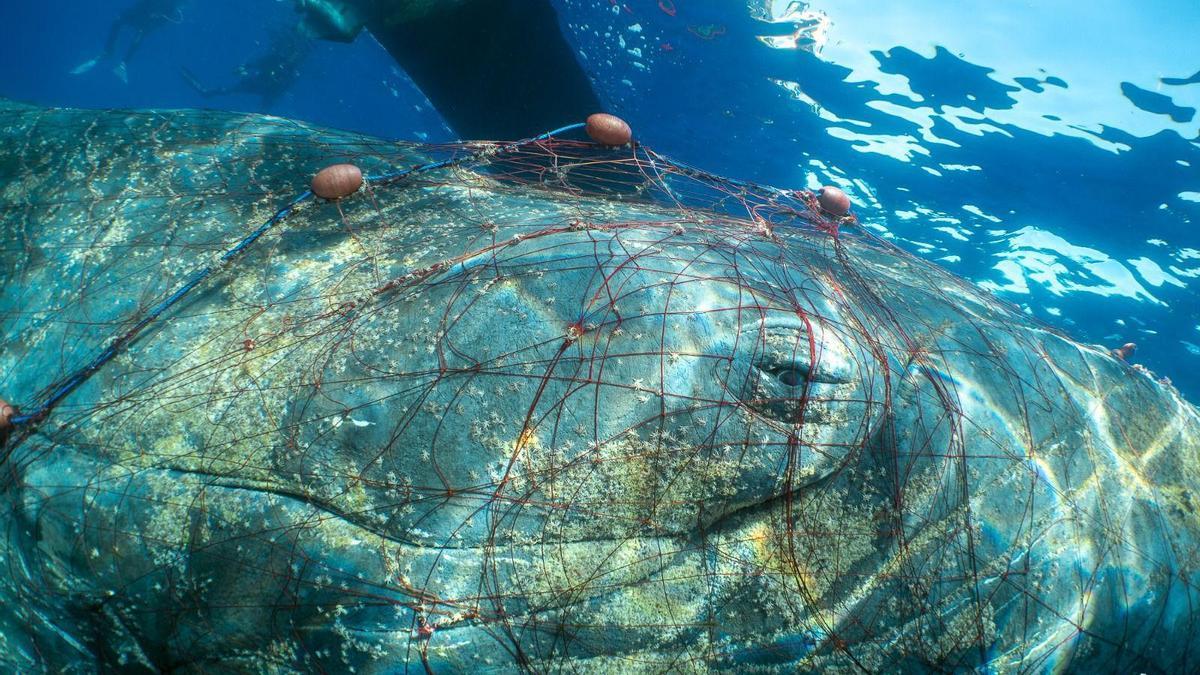 La ballena no podía salir a respirar por tener las aletas bloqueadas