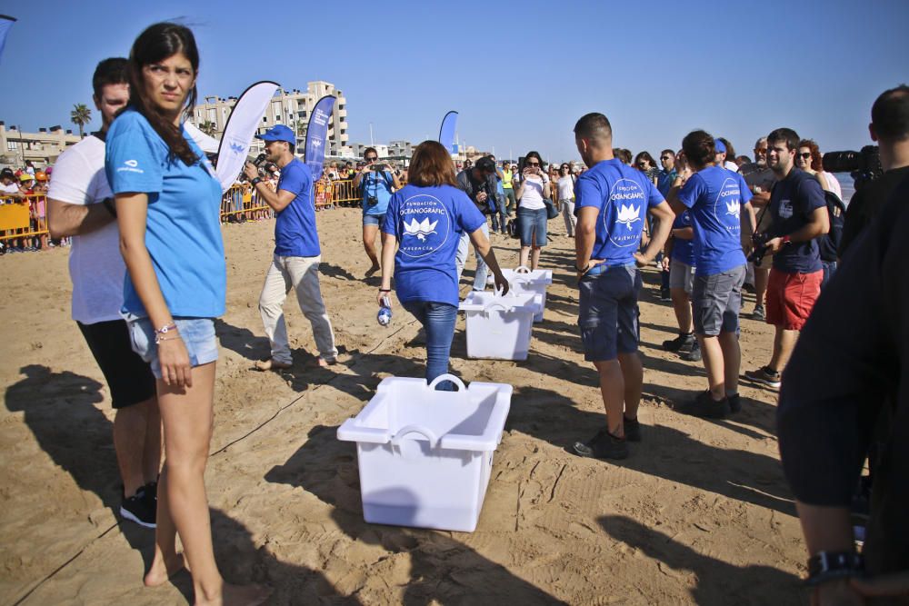 Ocenanogràfic, Acuario de Sevilla, y el Ayuntamiento de Torrevieja organizaron una suelta de 6 tortugas jóvenes procedente de un nido de las playas de Sueca (Valencia) con la participación de escolare