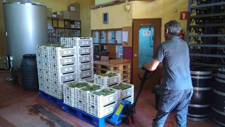 Un operario apila cajas con uvas durante la vendimia de este año.