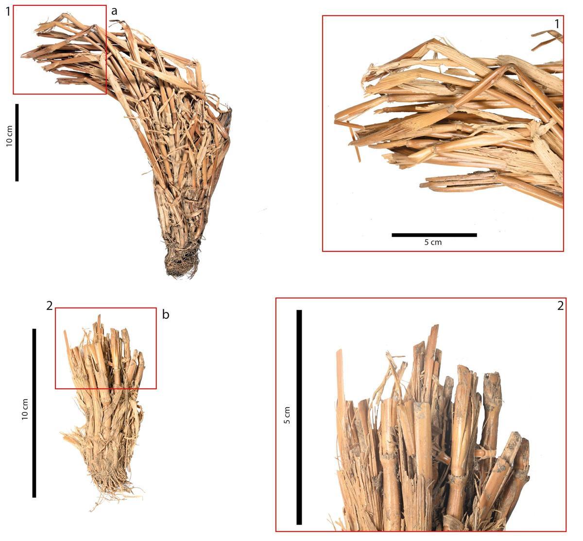 Restos de tallos de cereal del Complejo 2, en C008, Bentayga, con detalle de la parte superior.
