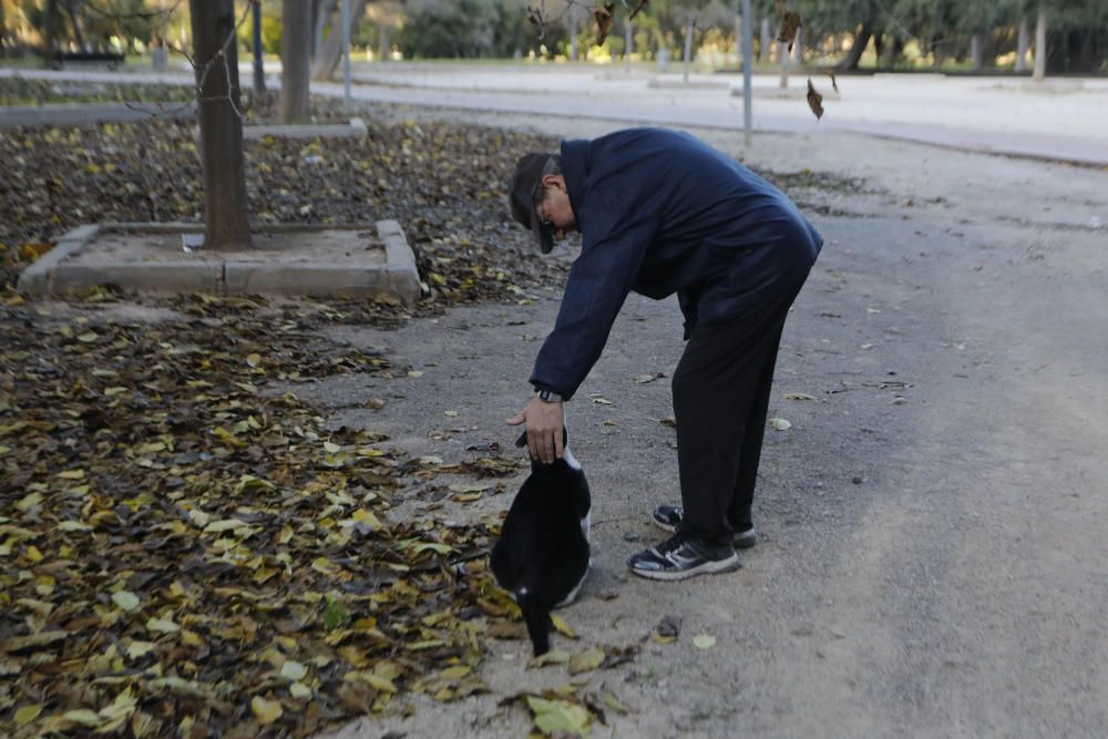 Colonia de gatos bajo el puente del Real de València