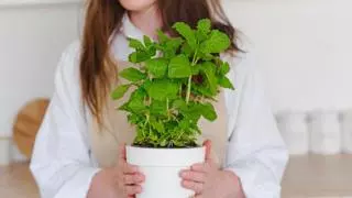 Las chinches de cama aparecen en otoño: estas plantas pueden ayudarte a ahuyentarlas
