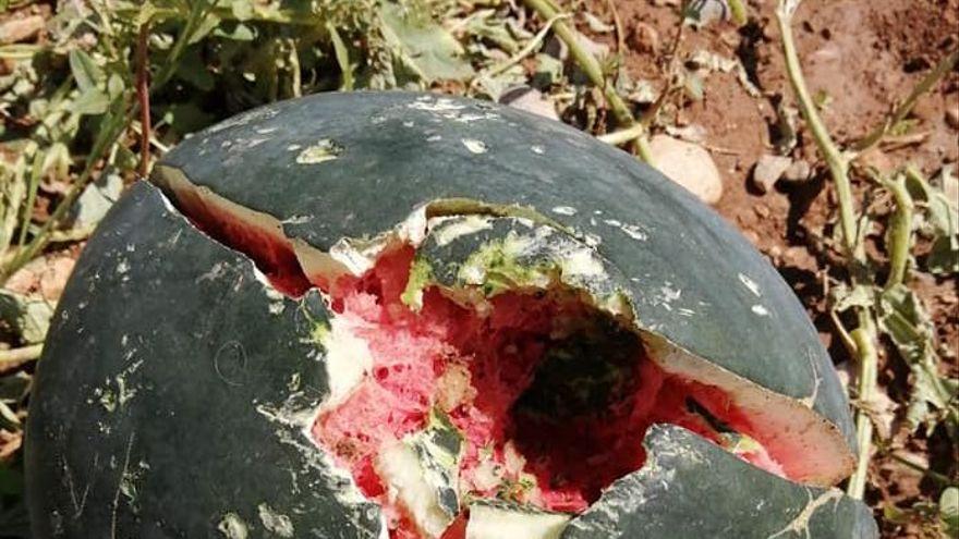 Sandía de un campo de Benicarló destrozado por la granizada.