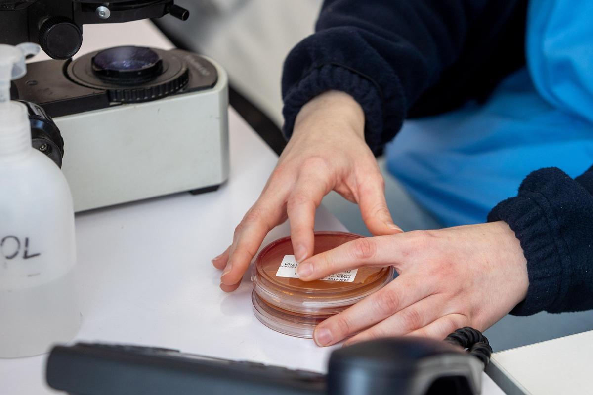 Investigación en virus y bacterias Investigación en virus y bacterias