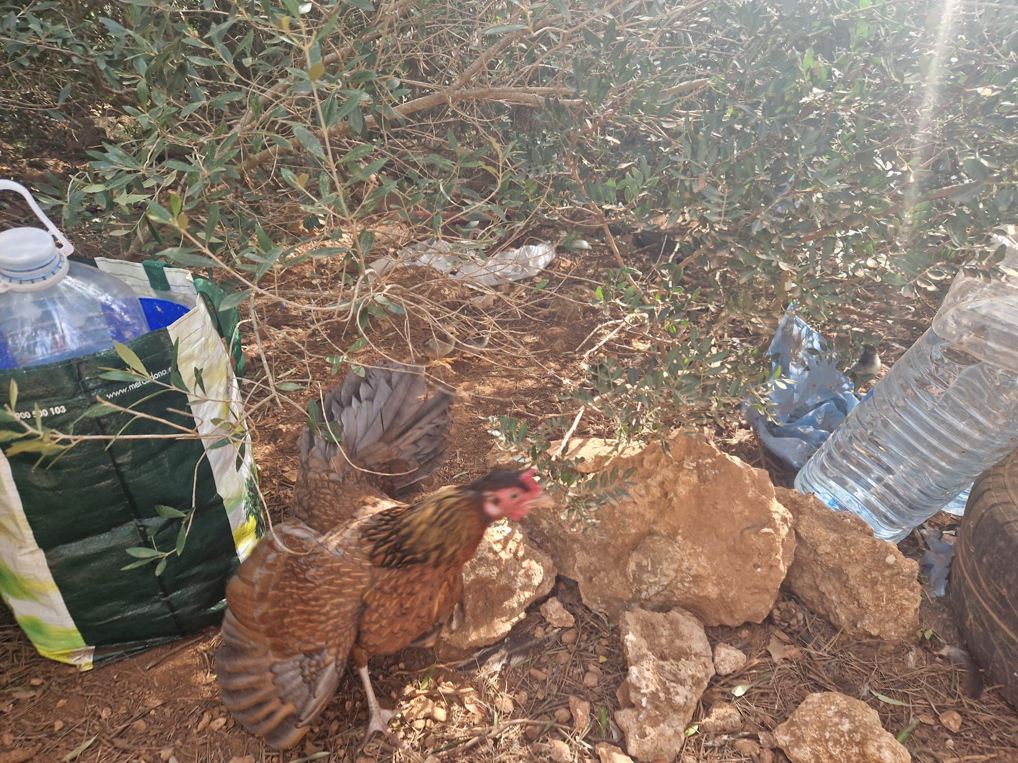 Así es la 'invasión' de gallos y gallinas en algunas zonas de Cala d?or