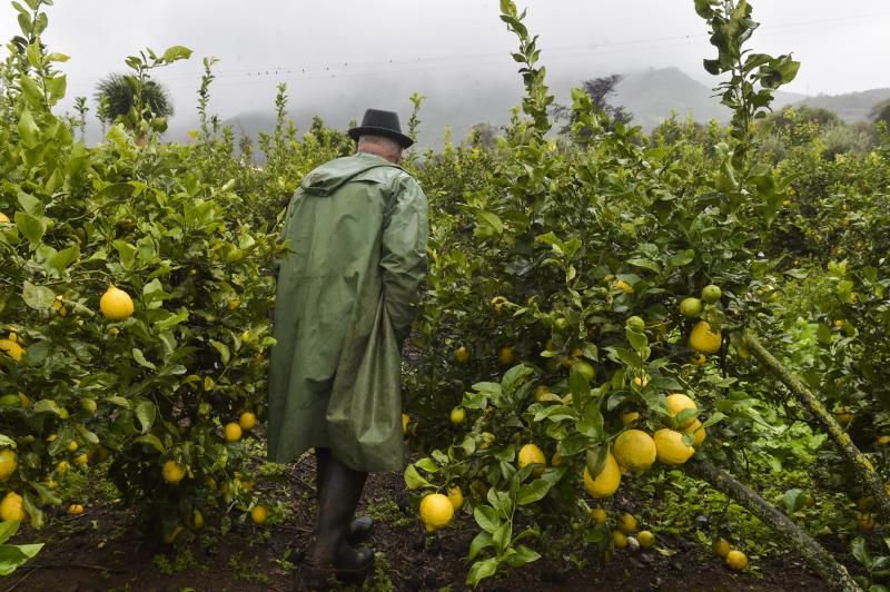 Los agricultores grancanarios celebran el paso de Filomena