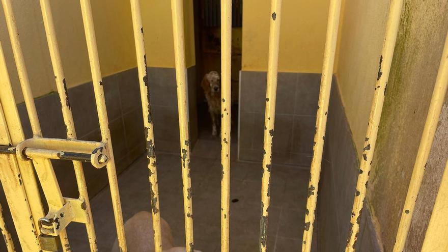 Schmutzige Näpfe und Kritik am Personal: Im größten Tierheim Mallorcas wächst nach Betreiberwechsel der Unmut