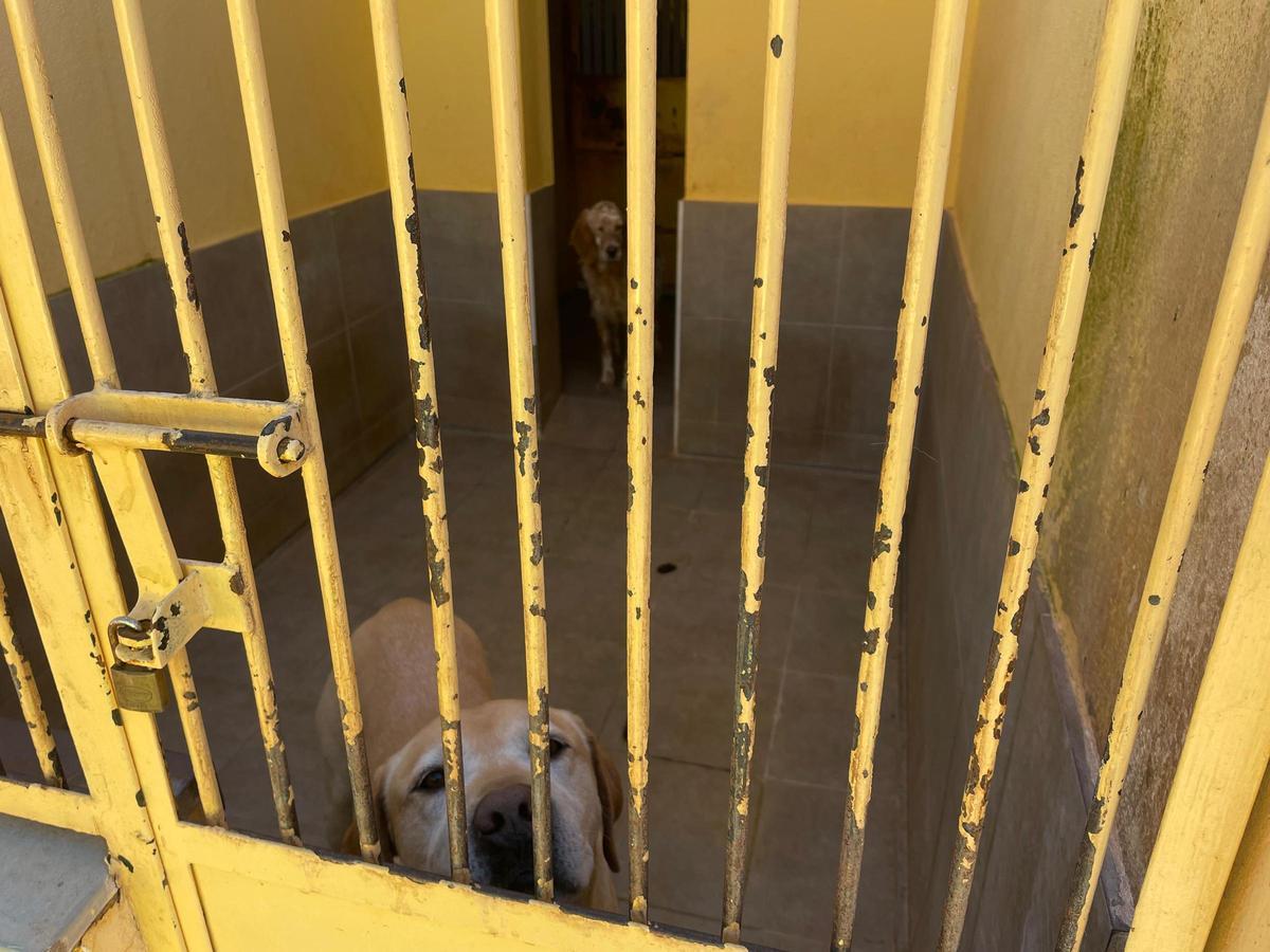 Zwei Hunde im Tierheim Son Reus in Palma.