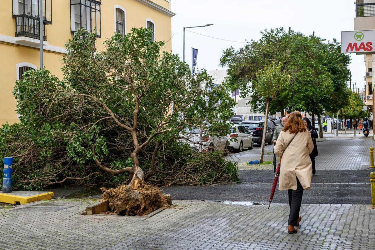 SEVILLA, 28/01/2026.- Árbol caído en la calle Jiménez Aranda este miércoles en Sevilla. La borrasca Kristin complica este miércoles la jornada meteorológica en Andalucía, donde las clases están suspendidas en 77 municipios de la comunidad, con aviso rojo por viento en Valle del Almanzora y Los Vélez en Almería, y naranjas y amarillos por viento, lluvia y fenómenos costeros en el resto.-EFE/ Raul Caro