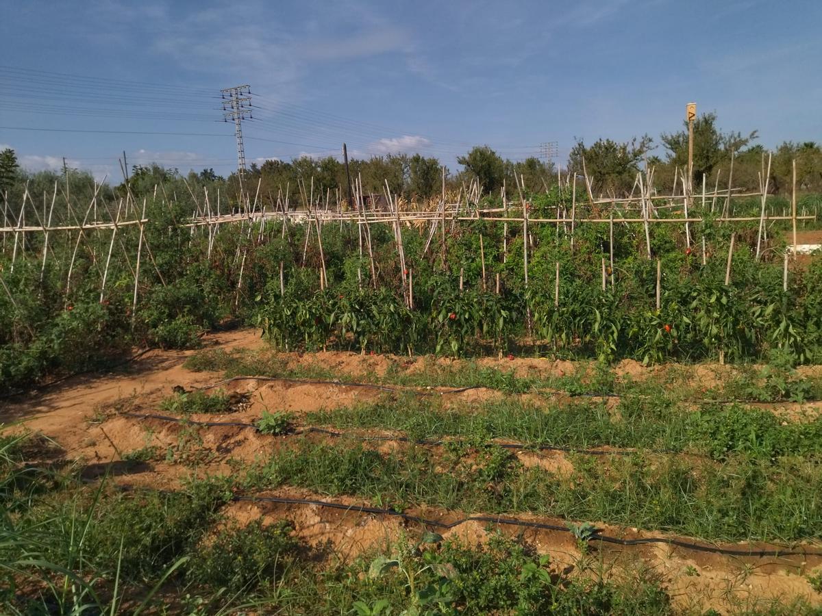 La huerta del restaurante Pont Sec