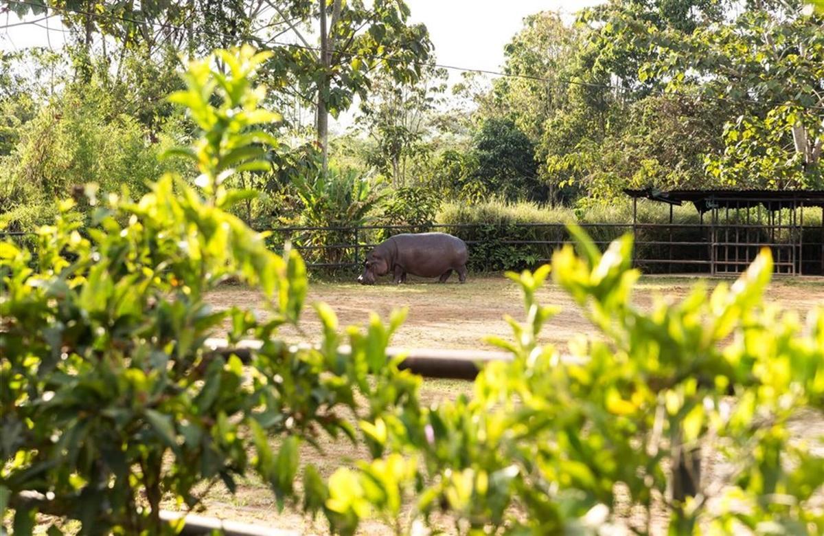 Los hipopótamos estaban en un zoo privado en la finca de Escobar