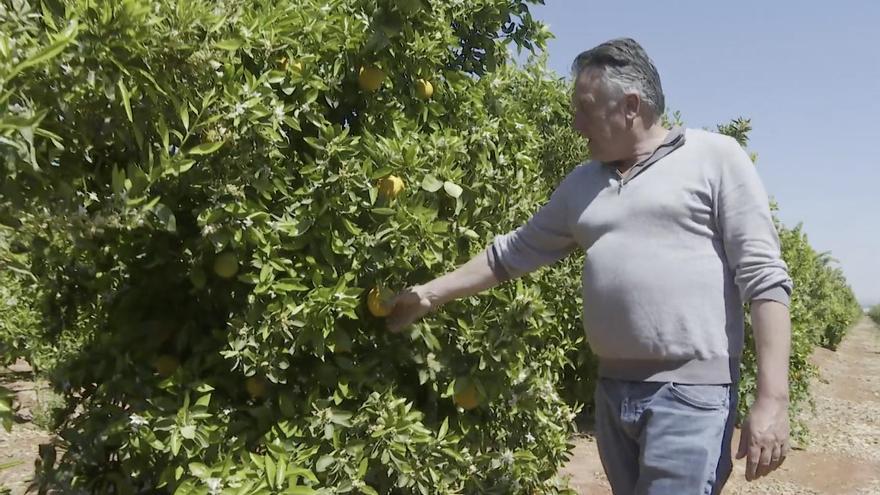 Vídeo: Los agricultores de Castellón temen restricciones de riego en su época más crítica