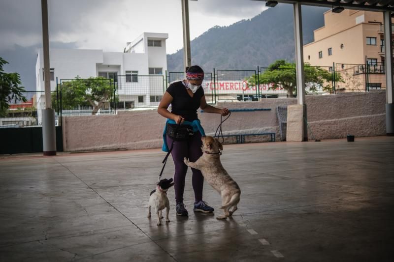 Volcán en Canarias: recogida de animales afectados por la erupción