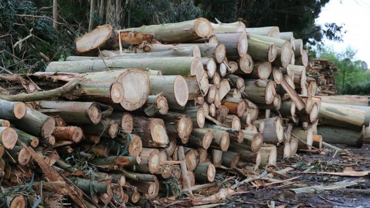 Foto de archivo de una tala de eucaliptos en Cangas