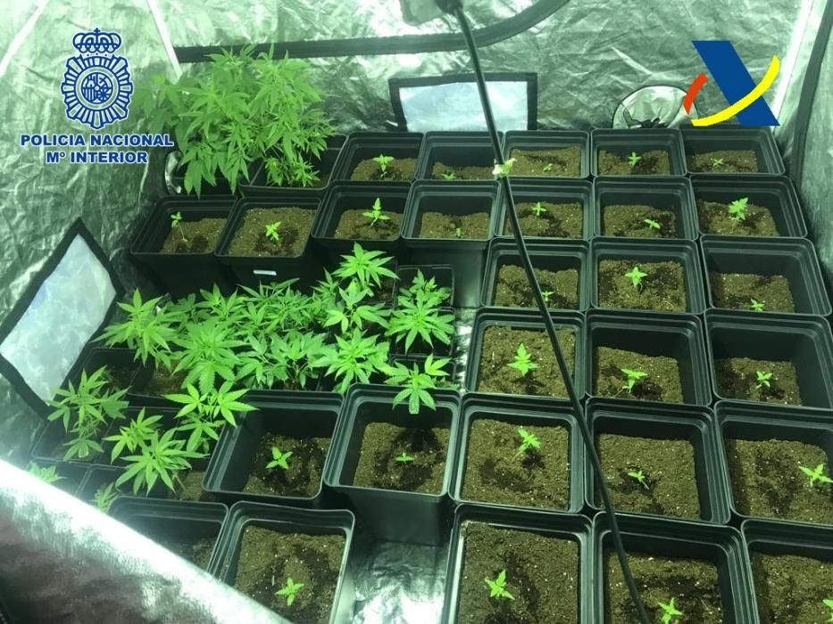 Invernadero con 315 plantas de marihuana en Fuerte