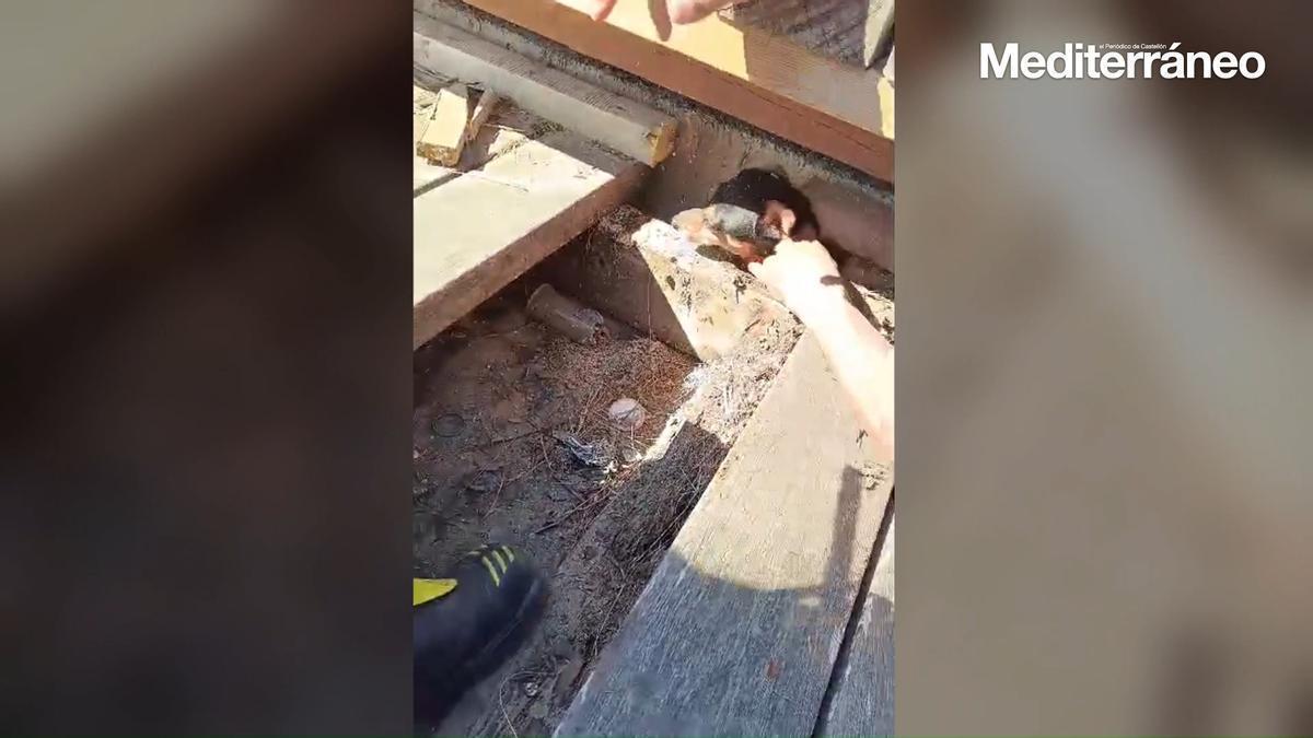 Vídeo: rescate de un perro en Castelló