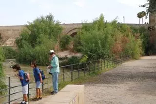 La vegetación toma el Puente Romano