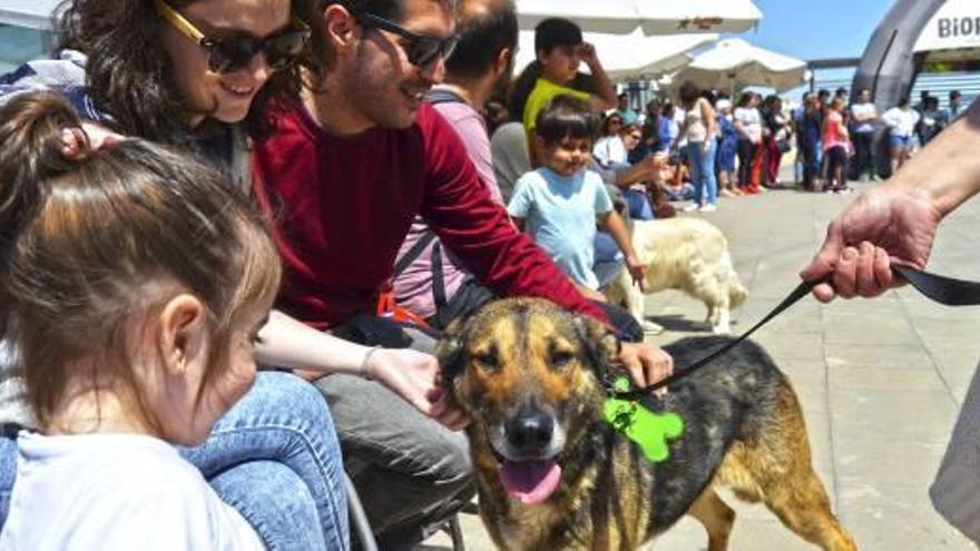 Un de los perros participantes en el desfile en el Bioparc.