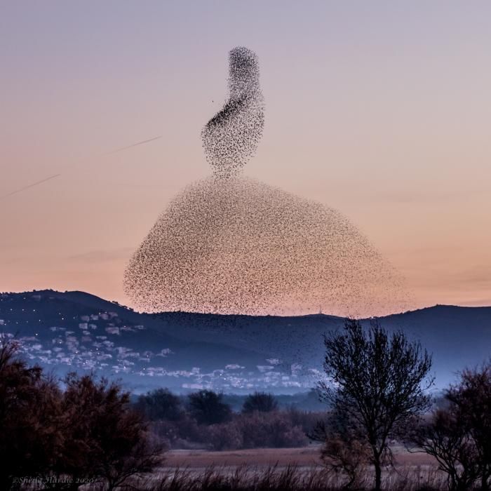 Estornells als Aiguamolls de l'Empordà