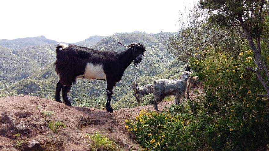 Cabras asilvestradas en el Parque Rural de Anaga.