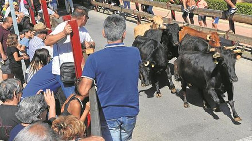 Las reses de Mansilla corren el primer encierro de Orpesa