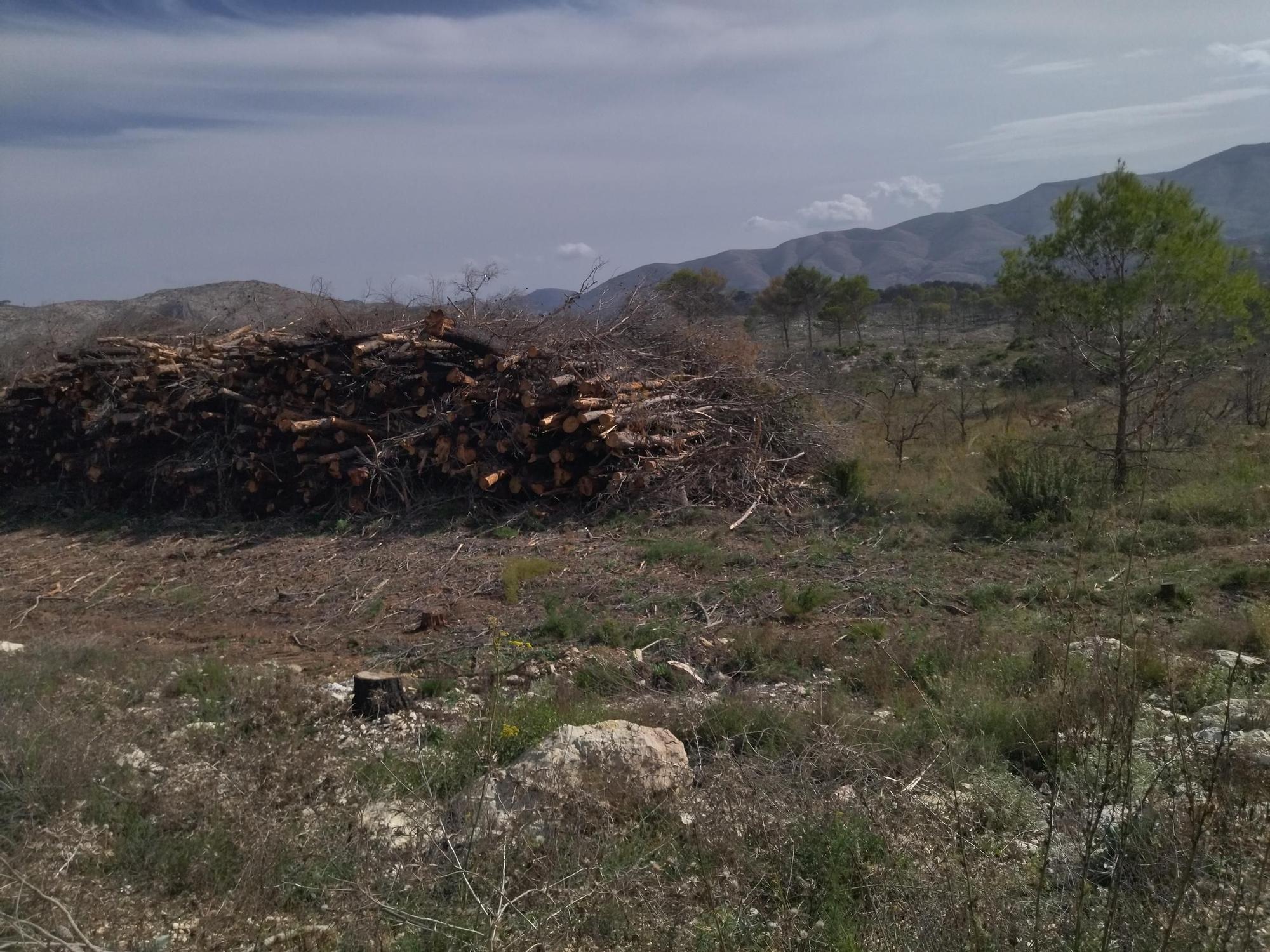Regeneración tras la catástrofe: miles de pinos carbonizados y ahora talados y apilados