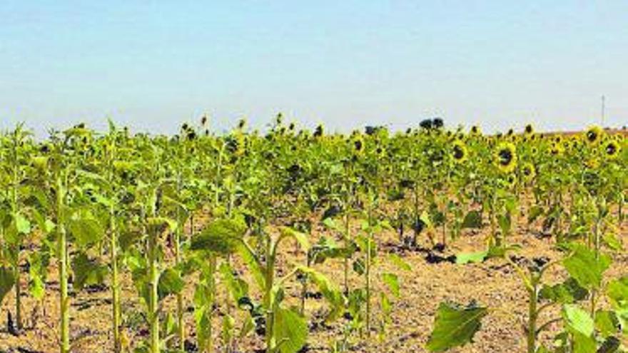 Daños producidos en los girasoles en una parcela cercana. | Ana Burrieza