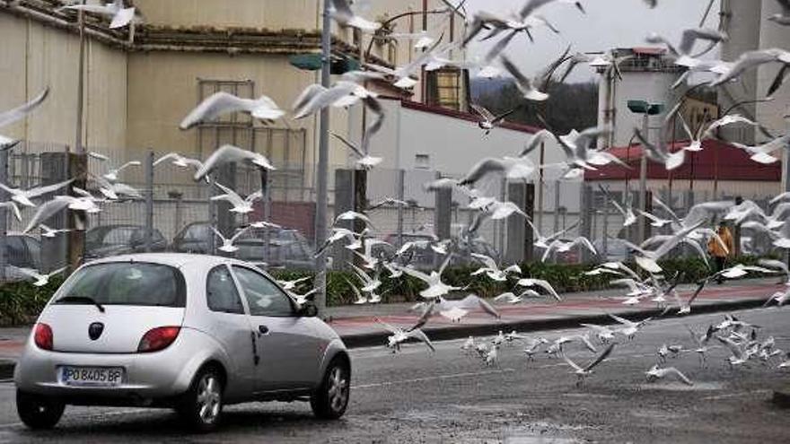 Las gaviotas en el vial de orillamar. // Iñaki Abella