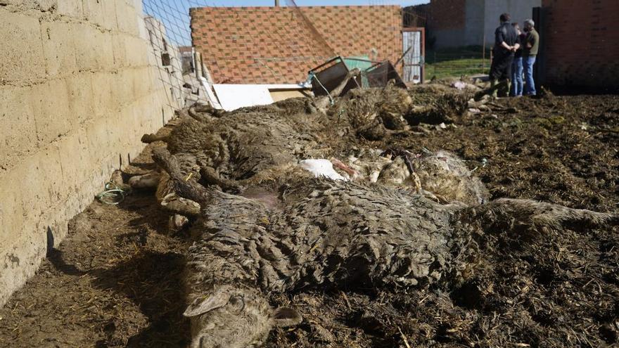 Un ataque de lobos mata 30 ovejas en una explotación de Zamora